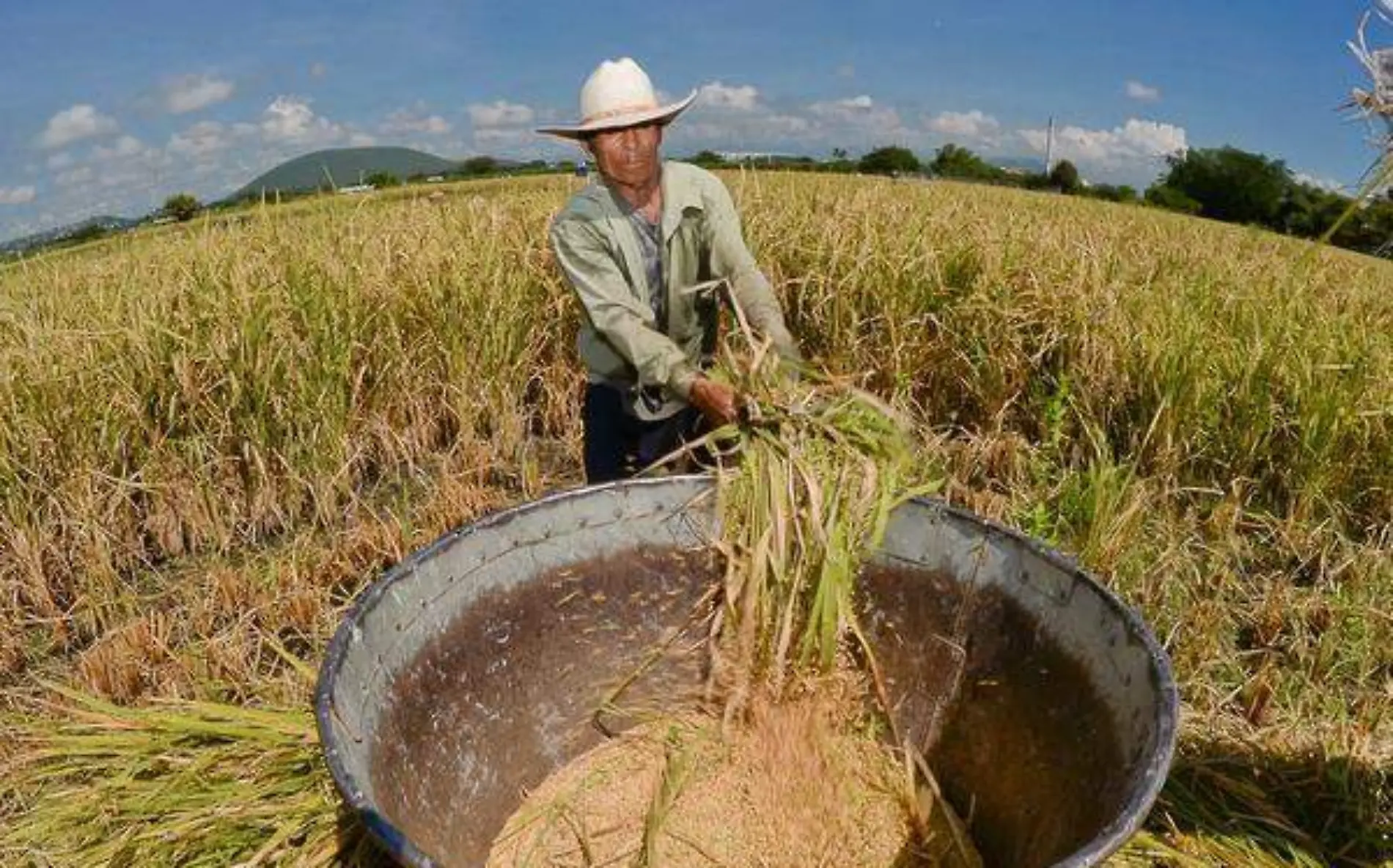 Sedagro señala que la problemática fue la caída del precio por la entrada del arroz filipinoCORTESÍA